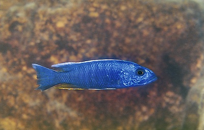 Sciaenochromis fryeri 'Chiofu'